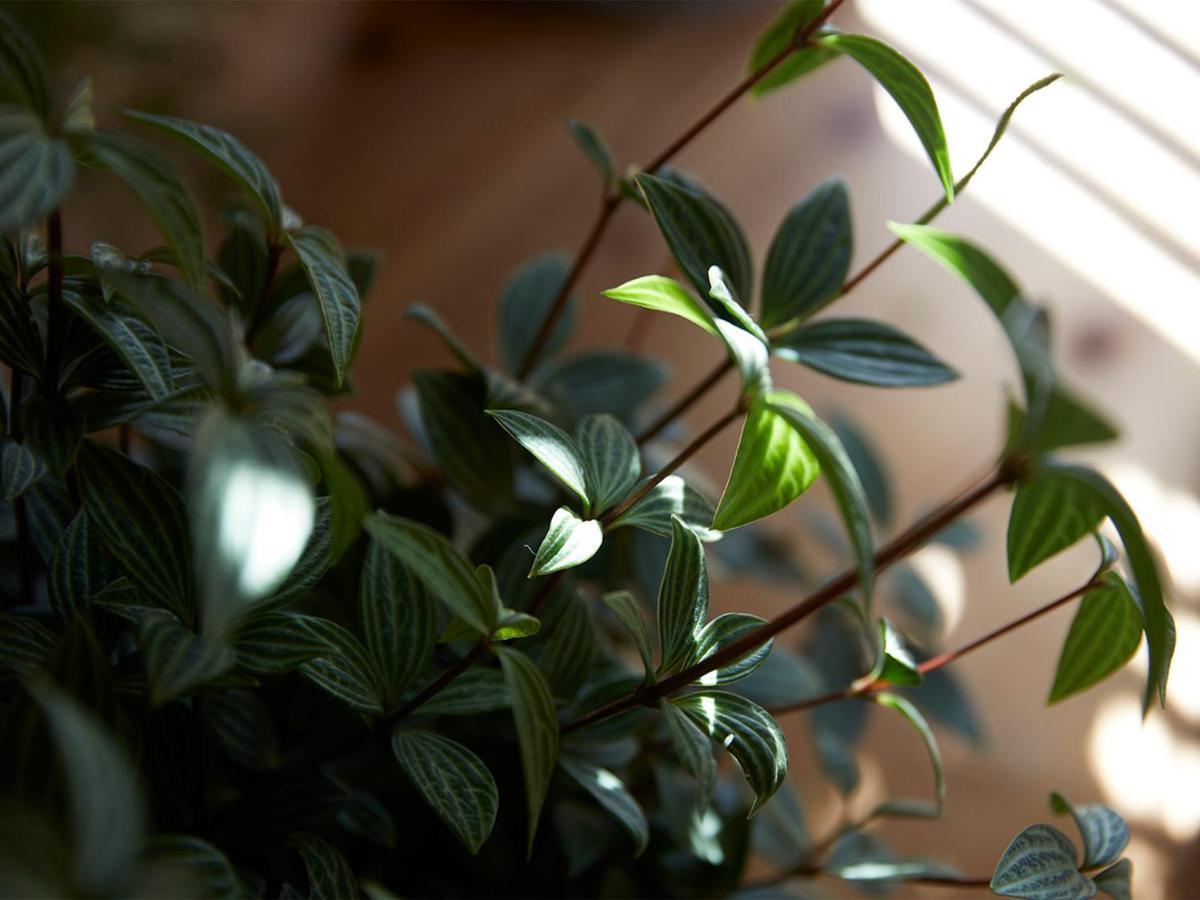 Bed and Breakfast Cafe & Bb Guri Ine Екстер'єр фото